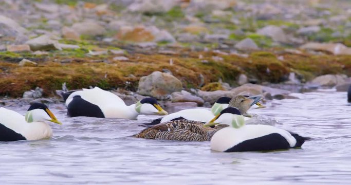 Common eider mating at the arctic sea