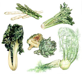 hand drawn vegetables. chard, asparagus, artichokes, parsley and fennel. colorful realistic illustration
