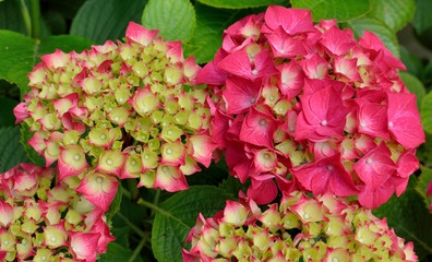 Jolies boules d'hortensias du Trégor en Bretagne