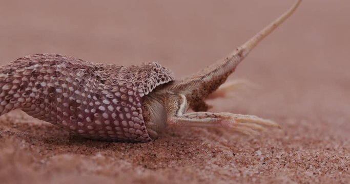 4K shot of sidewinder/Peringuey's adder eating a shovel snouted lizard