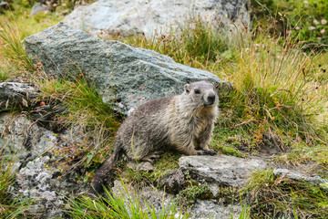 Naklejka na ściany i meble Cute little groundhog on meadow with rocks