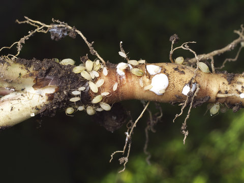 Root Aphids