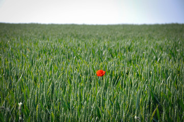 A stand alone poppy in a field