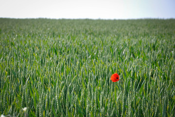 A stand alone poppy in a field