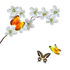 White apple flowers branch isolated on white background