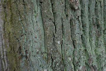 Oak bark