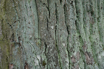 Oak bark