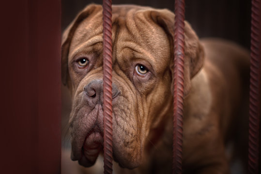dogue de bordeaux close up details of face