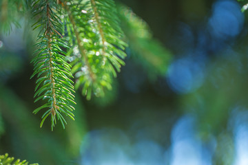 evergreen fir trees