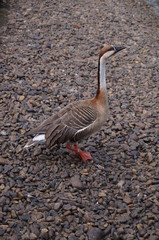 Wild goose standing on the ground