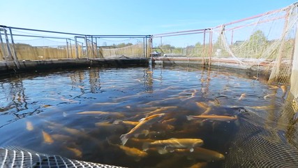 fisheries. fish farm