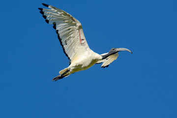 Ibis  Sacro 