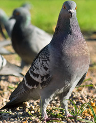 Close up of pigeon bird in the autumn park
