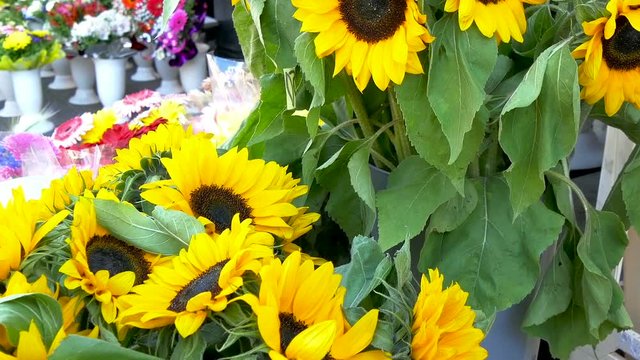 Yellow beautiful sunflowers on the display at the streetside in the city