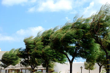 Trees whipped by the mistral wind on the coast of Apulia - Apuli