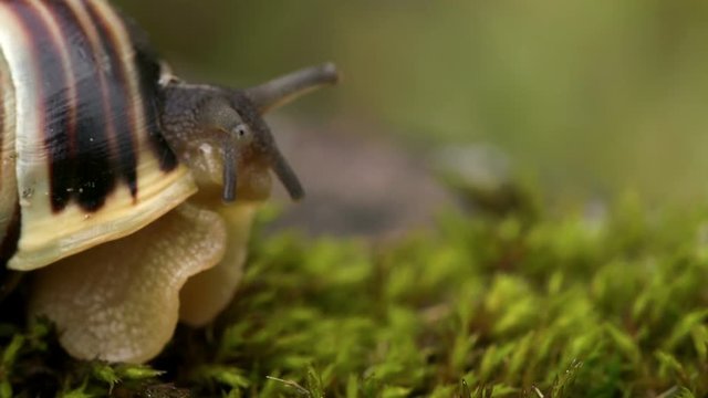 Closer look of the head of the snail while getting out of the shell while crawling on the grass