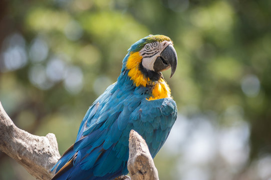 Close up of Blue Macaw Parrot and his eye.