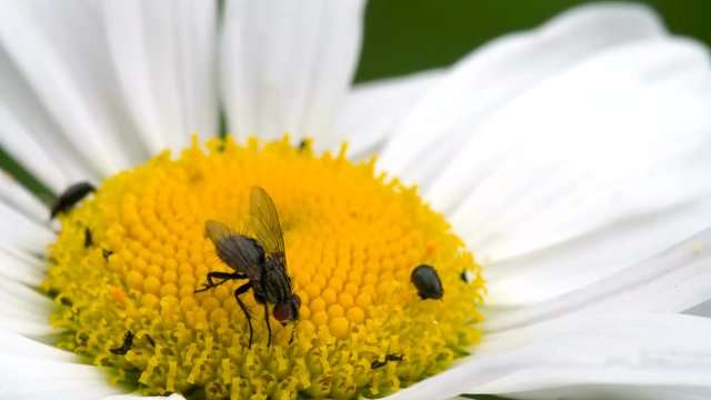 Flies bees and ticks on the daisy. The insects are crawling on the petals and buds of the daisy flower