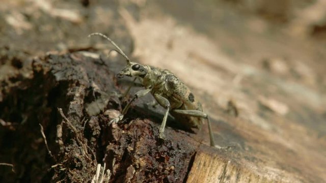 A beetle crawling then flying high spreading its wings on the edge of the log