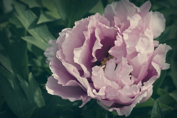 toned image of a pink peony flower closeup