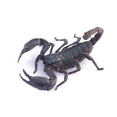 Giant Asian black scorpion isolated on white