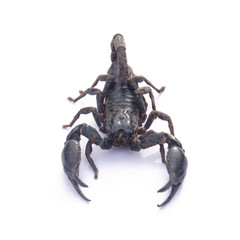 Giant Asian black scorpion isolated on white