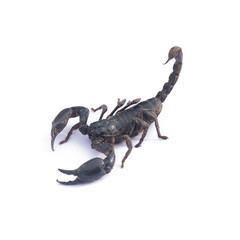 Giant Asian black scorpion isolated on white