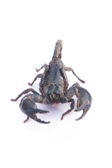 Giant Asian black scorpion isolated on white