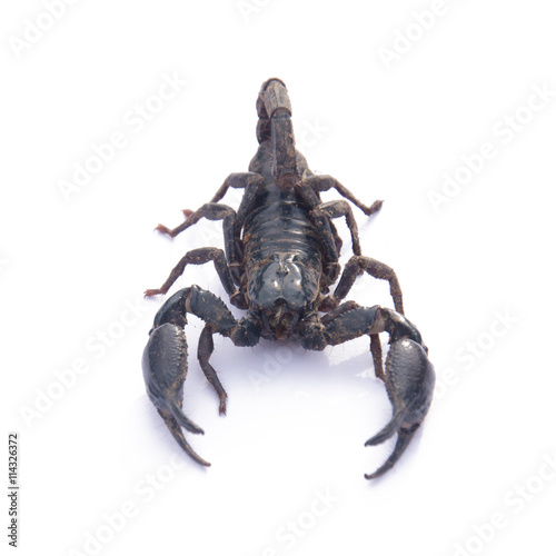 Asian Scorpion 65
