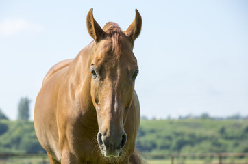 Fototapeta premium Chestnut horse