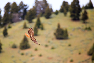 Red -Tailed Hawk.
