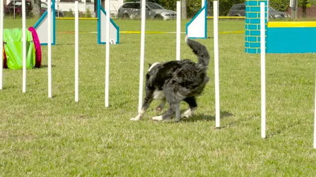 The slow motion clip of a dog crossing over the obstacles in the dog competition in the park