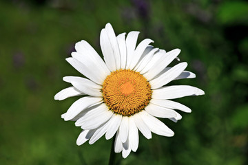 Obraz premium Daisies