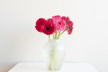 Crimson gerberas in a glass vase on a white table against a white wall