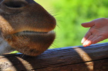 Human hand and giraffe
