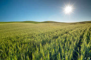 Green wheat field and blue sky with sun star