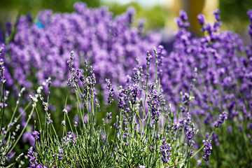 Naklejka premium Lavender. Selective soft focus