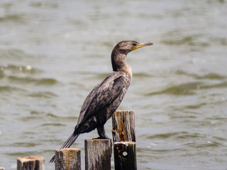 Brazilian Merganser (Mergus octo setaceus) Diver Duck on the lake.