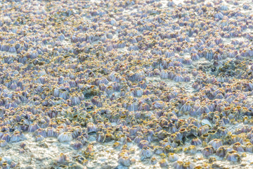 Banacle on rock in the sea background