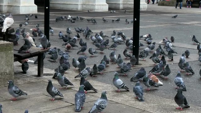Pigeons flocking on the streetside in London these are lots of pigeons waiting to be fed by tourists