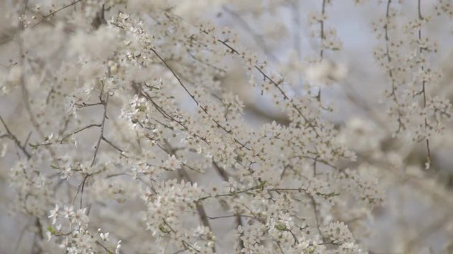 blooming cherry-tree