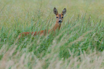 Ein Reh (Capreolus capreolus) versteckt sich im hohen Gras und sichert die Umgebung