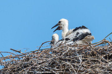 Zwei Jungstörche des Storch Weißstorch (Ciconia ciconia) auf ihrem Nest