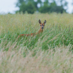 Ein Reh (Capreolus capreolus) versteckt sich im hohen Gras und sichert die Umgebung