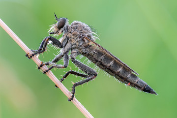 Raubfliege Jagdfliege (Asilidae) schlafend früh am Morgen mit Morgentau Tautropfen an den Haaren