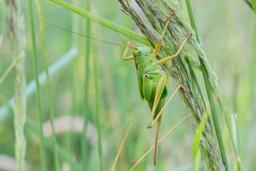 Grünes Heupferd (Tettigonia viridissima) auf einer Wiese im Morgentau