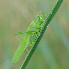 Grünes Heupferd (Tettigonia viridissima) auf einer Wiese im Morgentau