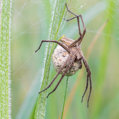 Eine Spinne mit Kokon welcher die Jungspinnen enthält auf einer taunassen Wiese