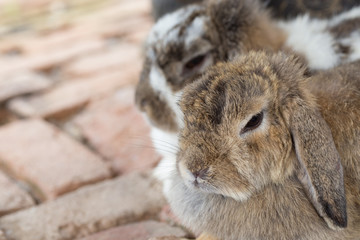 Adorable and cute fluffy Holland Lops rabbit