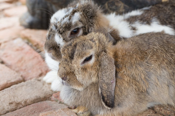 Adorable and cute fluffy Holland Lops rabbit